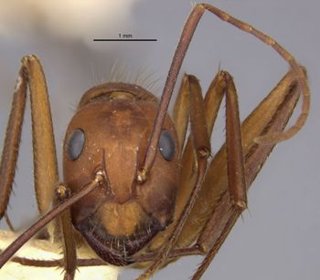 Media type: image;   Entomology 21481 Aspect: head frontal view